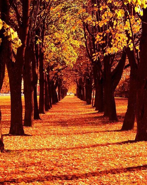 عکس زیبا پاییز برای پروفایل