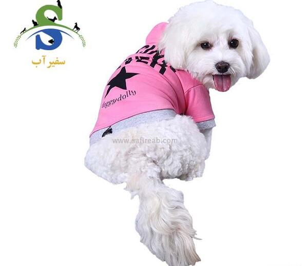 عکس گربه پاییزی