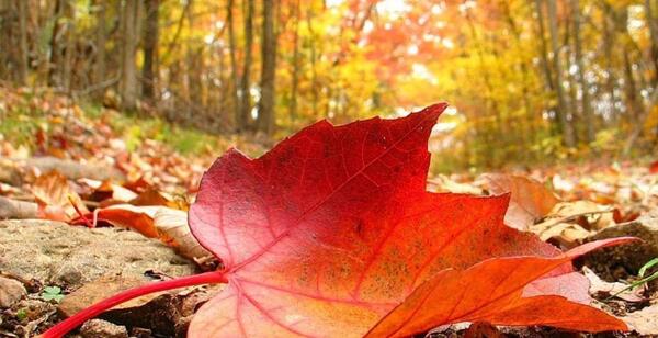عکس و فیلم پاییزی