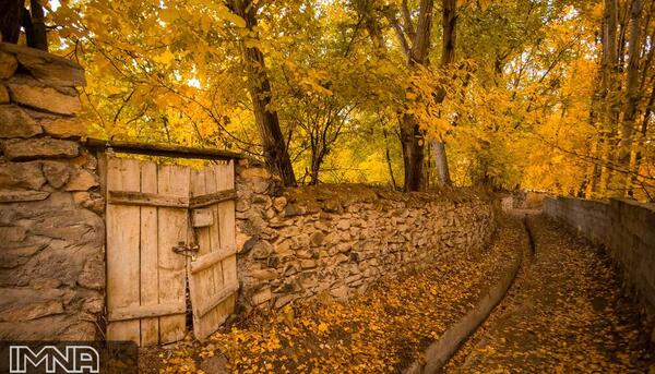 عکس درخت پاییزی طبیعی