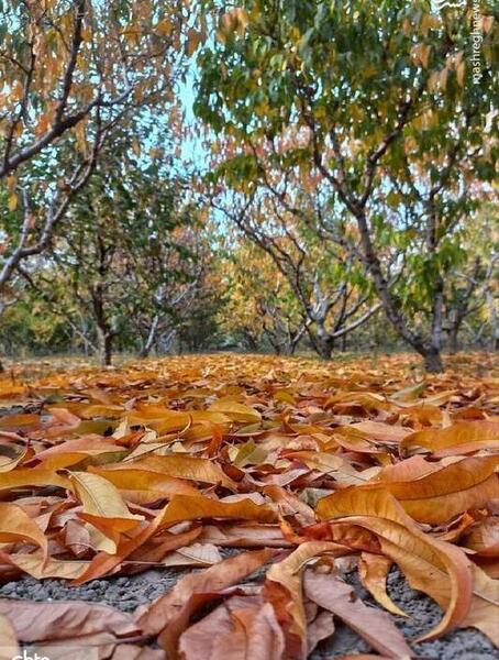 عکس طبیعت پاییزی طبیعی