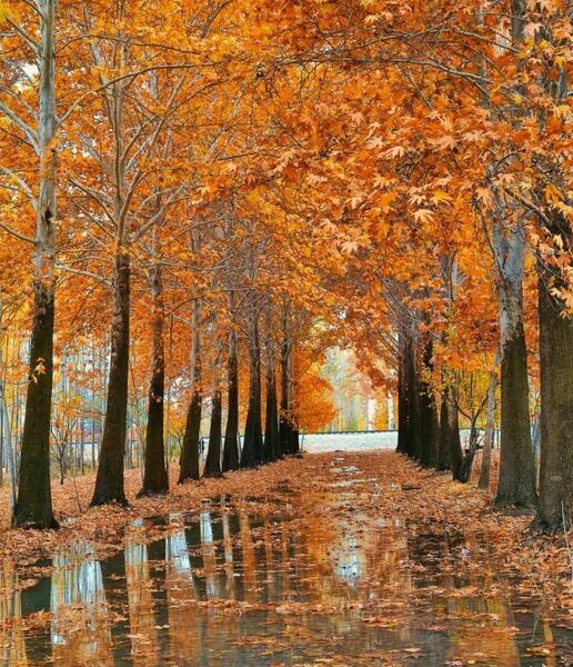 عکس های پاییزی شمال