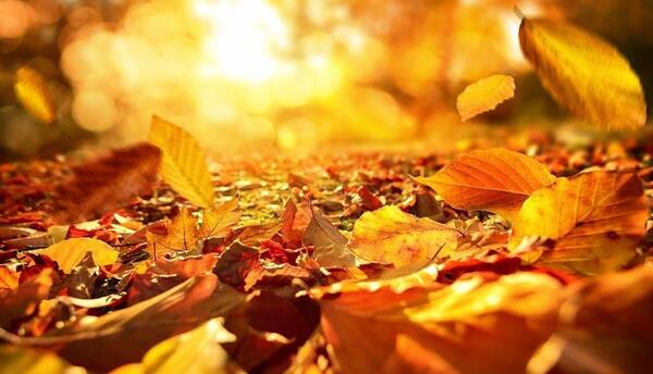 عکس پاییزی برای استوری