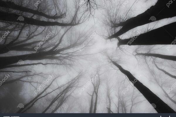 عکس پاییزی سیاه سفید