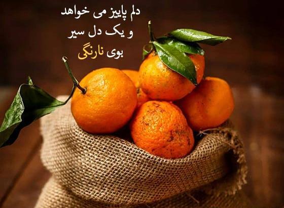 عکس خرمالو پاییزی برای پروفایل