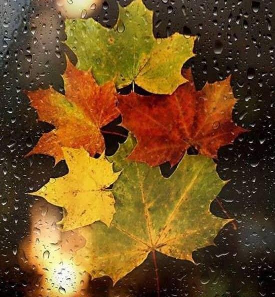 عکس های پاییزی خاص