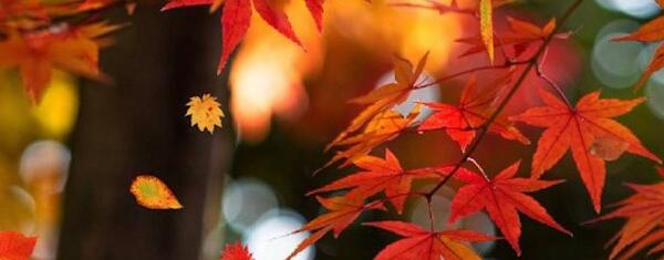 عکس تصویر زمینه پاییزی متحرک