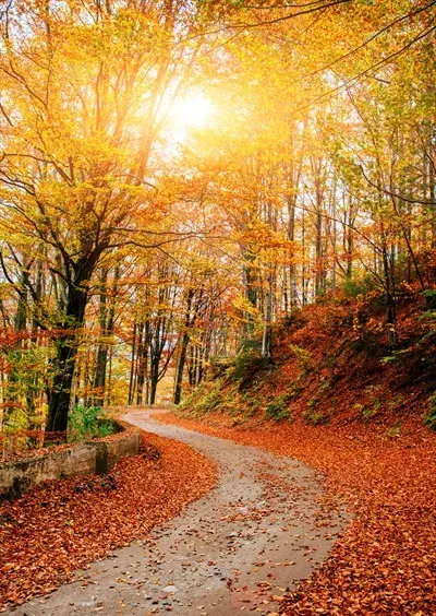 عکس پاییزی در جنگل