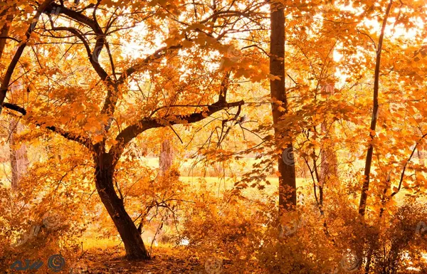 عکس های تصویر زمینه پاییزی