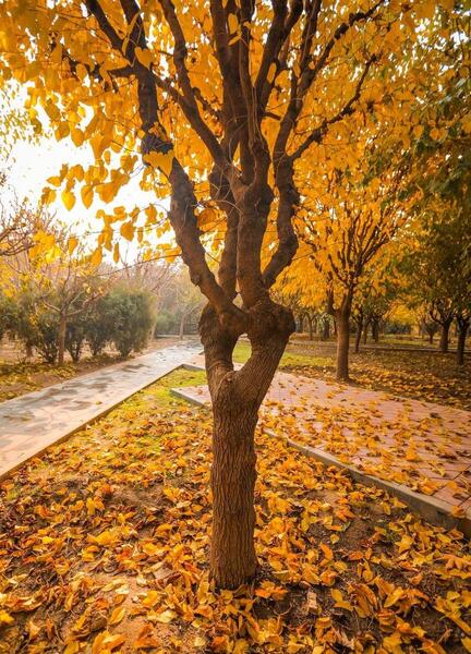 عکس هوای پاییزی تهران