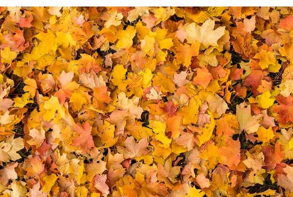 عکس پاییزی برای پس زمینه