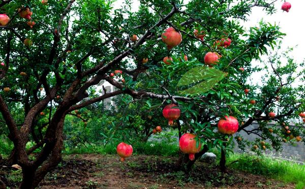 عکس باغ انار پاییزی
