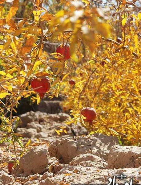 عکس باغ انار پاییزی