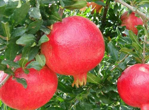 عکس باغ انار پاییزی