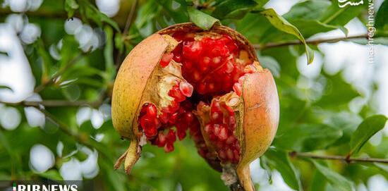 عکس باغ انار پاییزی