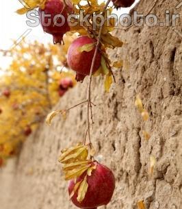 عکس باغ انار پاییزی