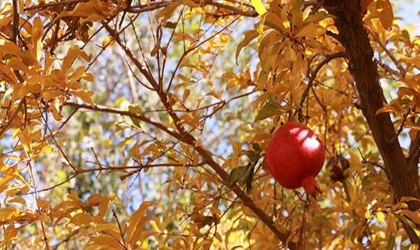 عکس باغ انار پاییزی