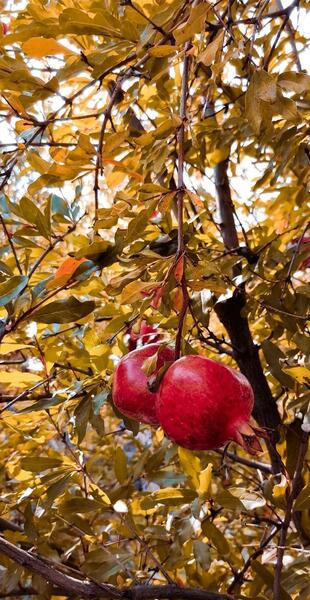 عکس نوشته انار پاییزی