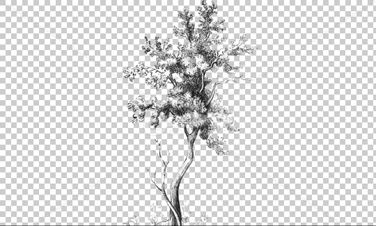 عکس نقاشی درخت خشک ساده
