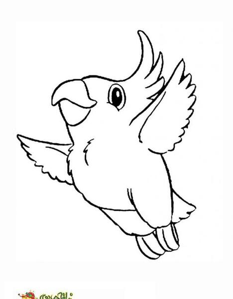 عکس پرنده برای نقاشی ساده