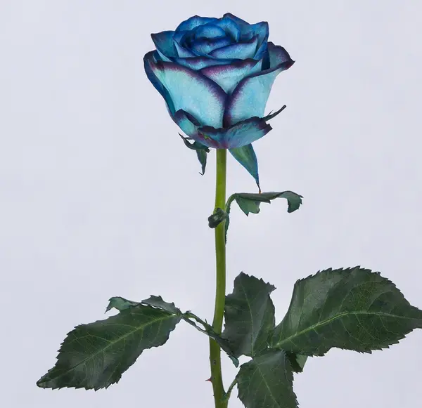 عکس گل روز آبی