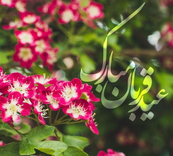 عکس روز عید قربان
