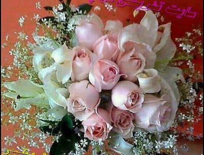 عکس روز سه شنبه بخیر