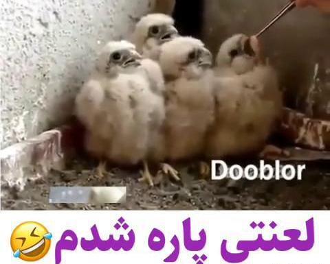 عکس صدای خنده دار