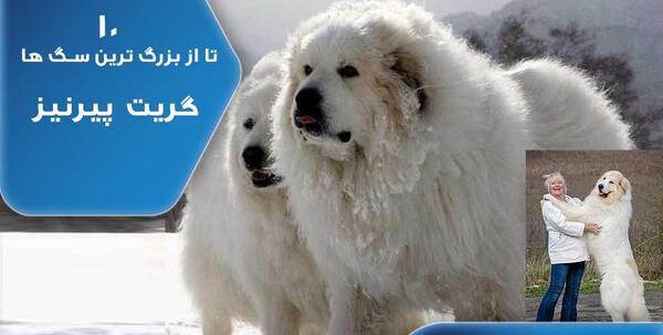 عکس سگ خیلی بزرگ پشمالو