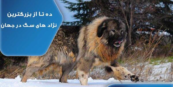 عکس سگ خیلی بزرگ پشمالو