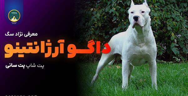 عکس سگ داگو آرژانتینو سیاه