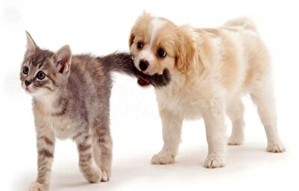 عکس دعوای سگ و گربه