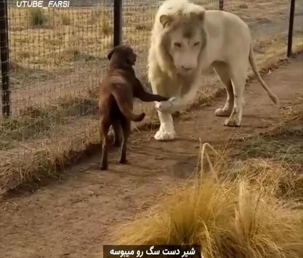 عکس دعوای سگ و شیر