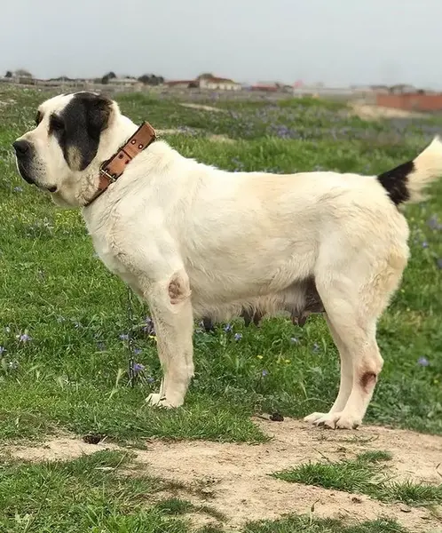 عکس سگ روسیه