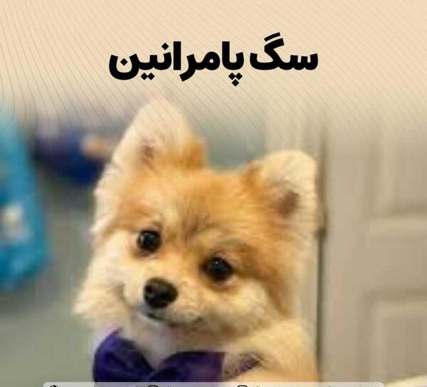 عکس سگ لیوانی واقعی