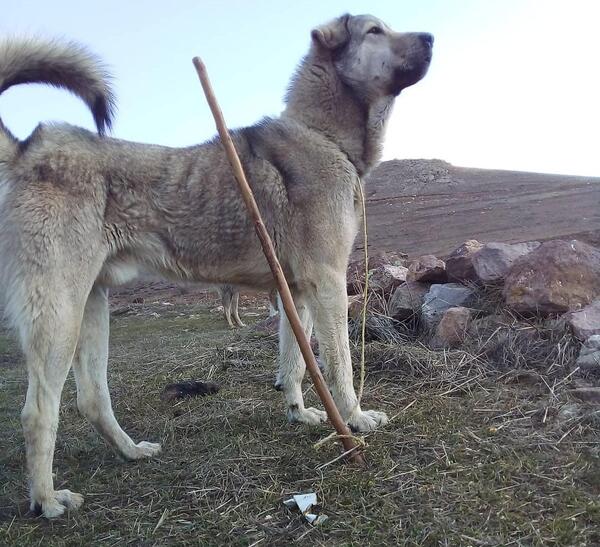عکس سگ ماده عراقی