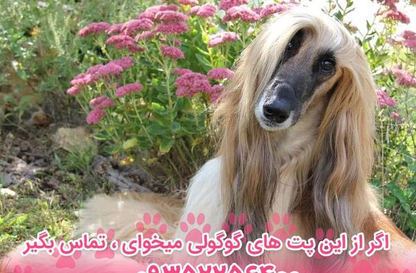 عکس سگ ماده افغان