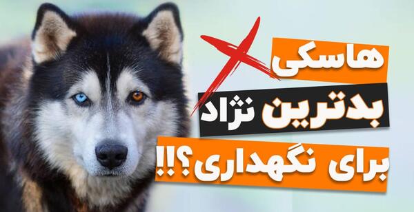عکس سگ ماده هاسکی