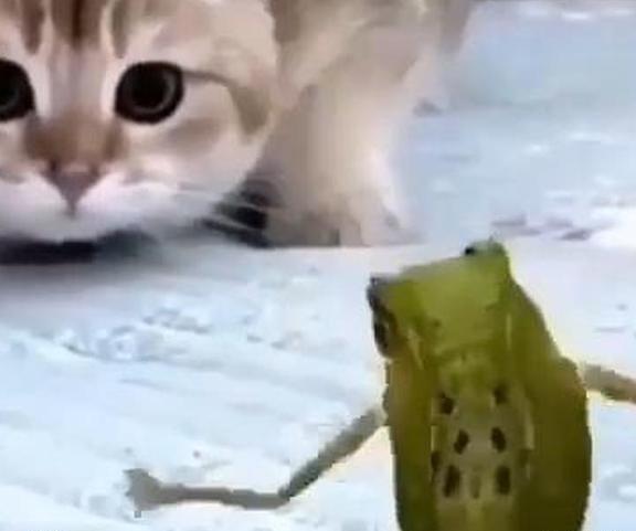 عکس گربه مسخره بازی
