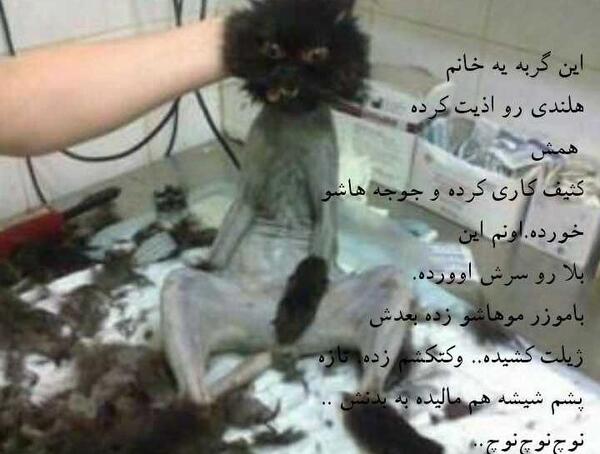 عکس گربه با جوجه