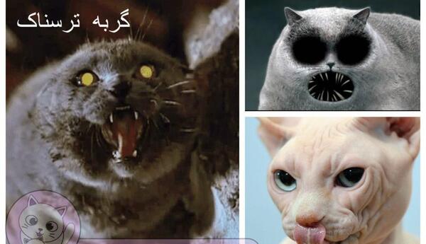 عکس گربه ی سیاه ترسناک