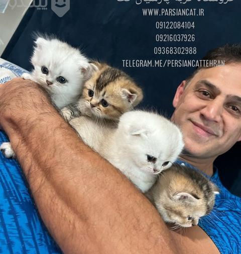 عکس بچه گربه ی خانگی