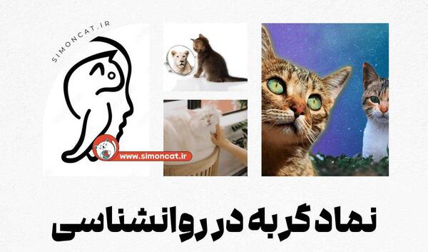 عکس گربه های سیاه ترسناک