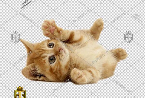 عکس گربه با موش