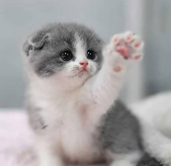 عکس جوجه و گربه برای پروفایل