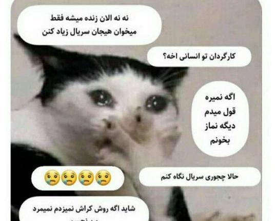 عکس گربه ی مسخره