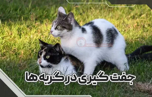 عکس گربه های ماده