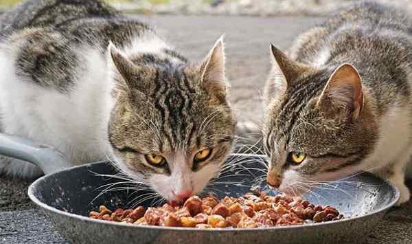 عکس غذاهای گربه