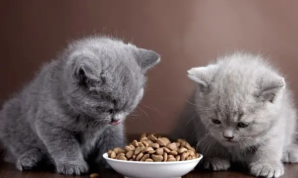 عکس غذاهای گربه