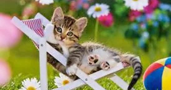 عکس گربه زیبا در طبیعت